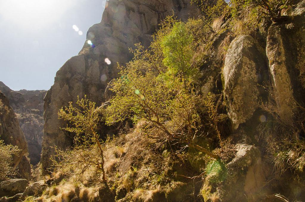 Cuando la tarde cae en el Valle de los Lisos, en los Gigantes, se deshace en una como bruma difusa de luz, que todo lo tiñe de un tono desvaído y triste. Los Tabaquillos y Maytenes parecen más mustios y desmayados. El paisaje se hace más hondo cuando la luz se desvanece, llenando de un vaho vaporoso de luz mortecina la quebrada, el arroyo, el monte. 